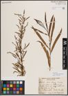 Foto von Salix exigua subsp. interior (Rowlee) Cronquist